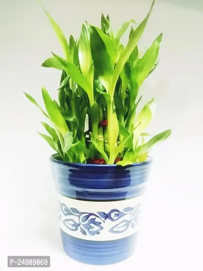 3 Layer Lucky Bamboo Plant with Ceramic bowl-thumb2