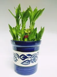 Generic 2 Layer Lucky Bamboo Plant With Ceramic Pot-thumb2