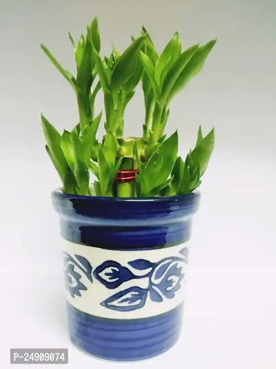 Generic 2 Layer Lucky Bamboo Plant With Ceramic Pot-thumb3