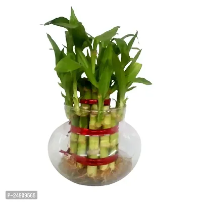 Bamboo3039 2 Layer Lucky Bamboo Plant with Pot