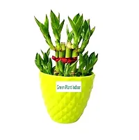 2 Layer Lucky Bamboo Plants with Kohinoor Bowl Set of 2 PCS-thumb2