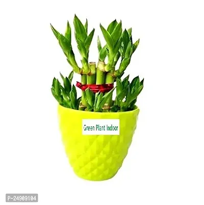 2 Layer Lucky Bamboo Plants with Kohinoor Bowl Set of 2 PCS-thumb3