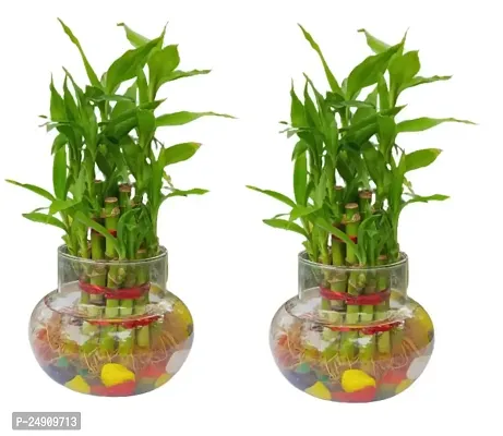 Bamboo3073 2 Layer Lucky Bamboo Plant with Pot Pack of 2 PCS