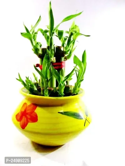 2 Layer Lucky Bamboo Plants with Ceramic Pot-thumb0