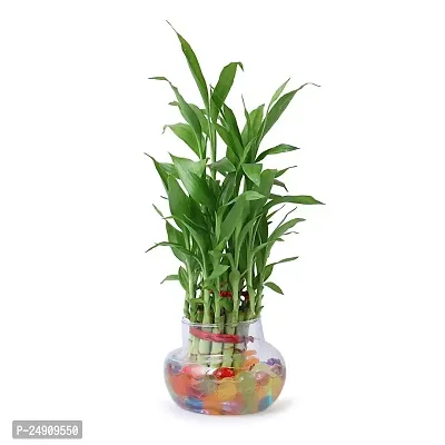 Bamboo3032 2 Layer Lucky Bamboo Plant with Pot