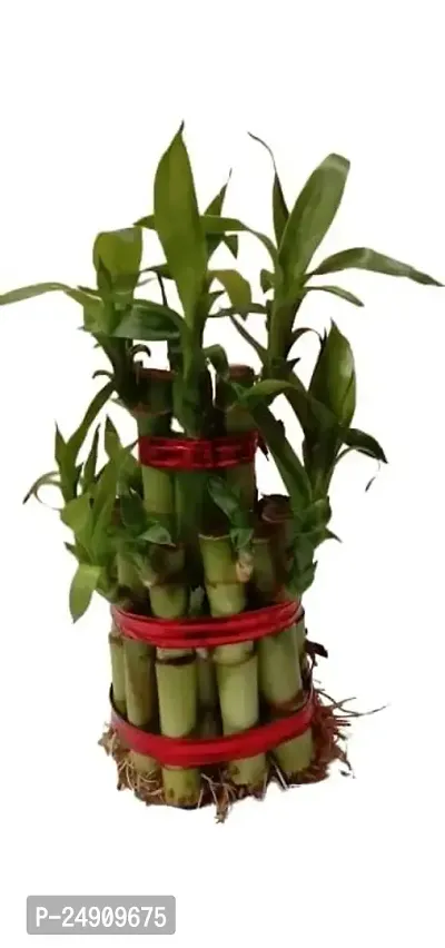 Bamboo3045 2 Layer Lucky Bamboo Plant with Pot