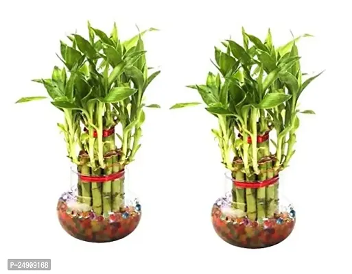 2 Layer Lucky Bamboo Plants Set of 2 PCS