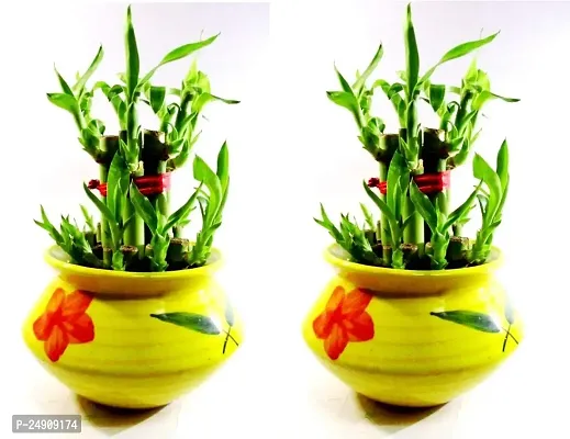 2 Layer Lucky Bamboo Plants with Ceramic Pot Set of 2 PCS