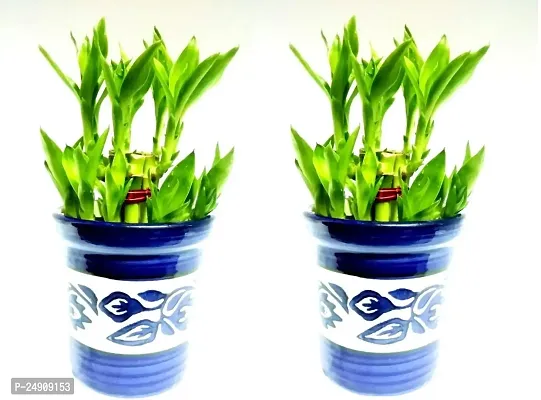 2 Layer Lucky Bamboo Plants with Ceramic Pot Set of 2 PCS