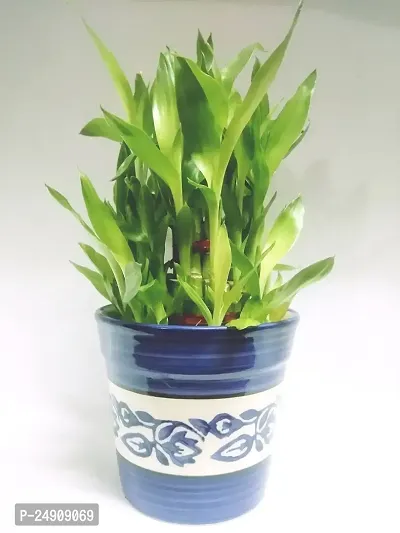 3 Layer Lucky Bamboo Plant with Ceramic bowl