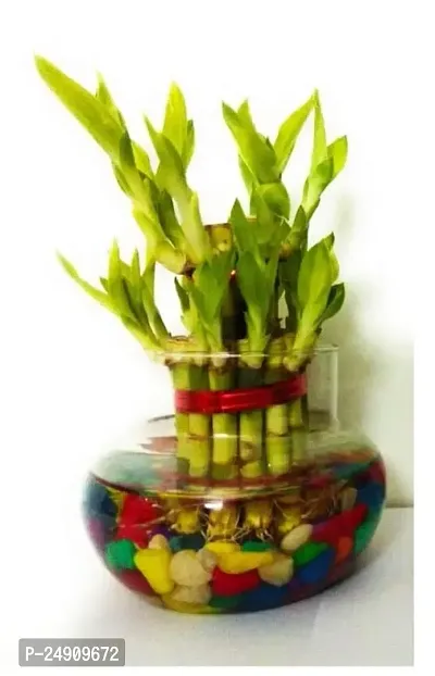 Bamboo3041 2 Layer Lucky Bamboo Plant with Pot-thumb0