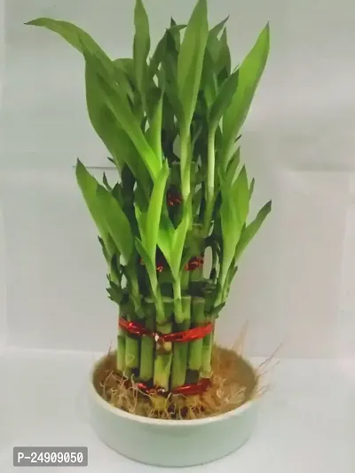 3 Layer Lucky Bamboo Plants with ceramic pot