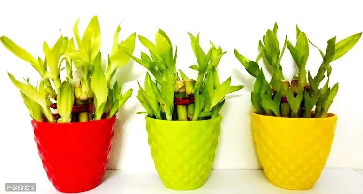 2 Layer Lucky Bamboo Plants Set of 3 PCS