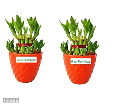 2 Layer Lucky Bamboo Plants with Kohinoor Bowl