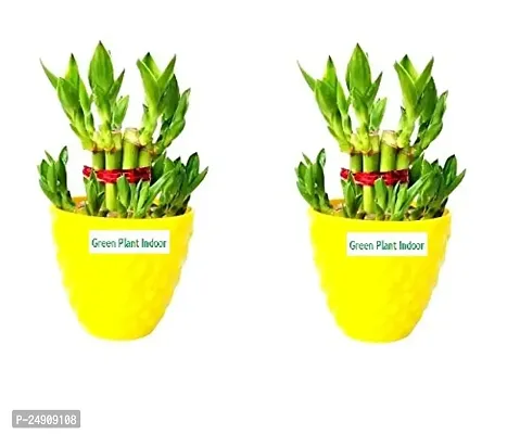 2 Layer Lucky Bamboo Plants with Kohinoor Bowl Set of 2 PCS