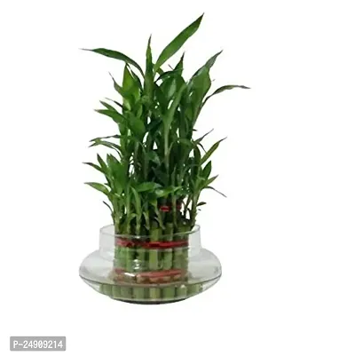 3 Layer Lucky Bamboo Plants with Pot