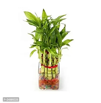 2 Layer Lucky Bamboo Plants-thumb0