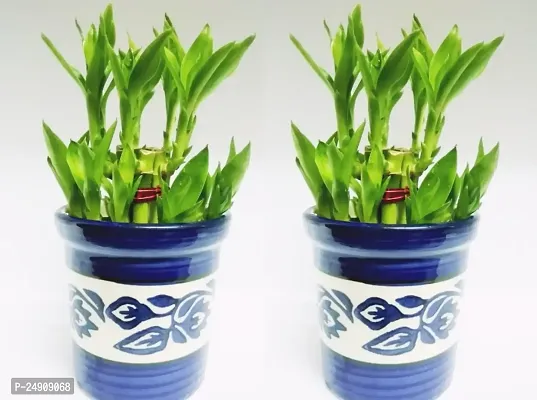 2 Layer Lucky Bamboo Plant with ceramic pot Set of 2 PCS