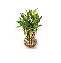 2 Layer Lucky Bamboo Plants with Kohinoor Bowl-thumb1