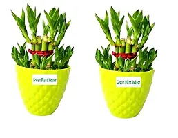 2 Layer Lucky Bamboo Plants with Kohinoor Bowl Set of 2 PCS-thumb1