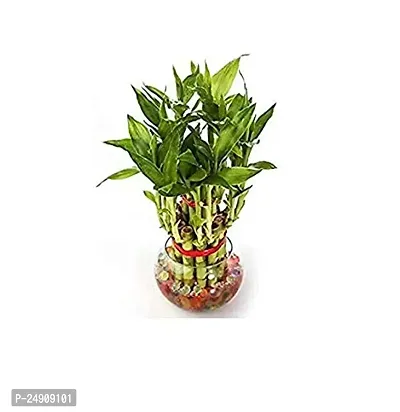 2 Layer Lucky Bamboo Plants with Kohinoor Bowl