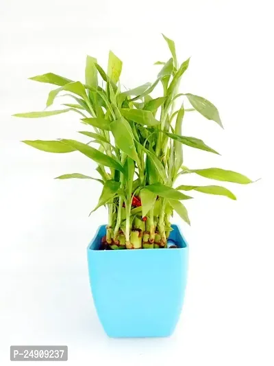 2 Layer Lucky Bamboo Plants