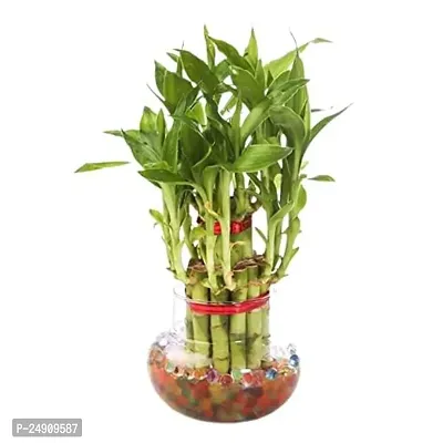 Bamboo3029 2 Layer Lucky Bamboo Plant with Pot