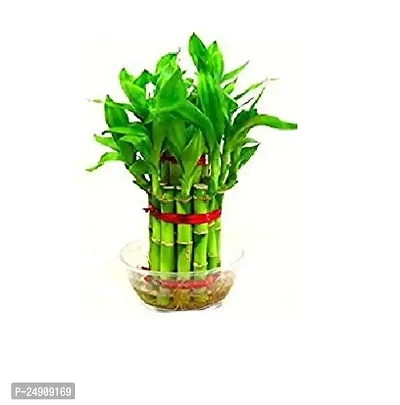 2 Layer Lucky Bamboo Plants