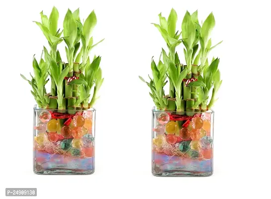 2 Layer Lucky Bamboo Plants Set of 2 PCS