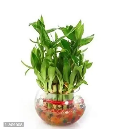 Bamboo3027 2 Layer Lucky Bamboo Plant with Pot