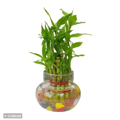 Bamboo3031 2 Layer Lucky Bamboo Plant with Pot