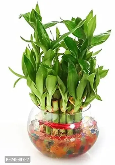 Bamboo3049 2 Layer Lucky Bamboo Plant with Pot