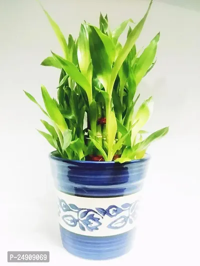 3 Layer Lucky Bamboo Plant with Ceramic bowl-thumb5