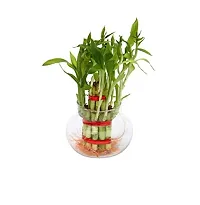 2 Layer Lucky Bamboo Plants with Kohinoor Bowl-thumb2