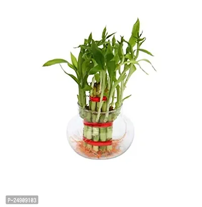 2 Layer Lucky Bamboo Plants with Kohinoor Bowl-thumb3