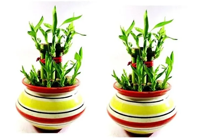 Set of 2- 2 Layer Lucky Bamboo Plants