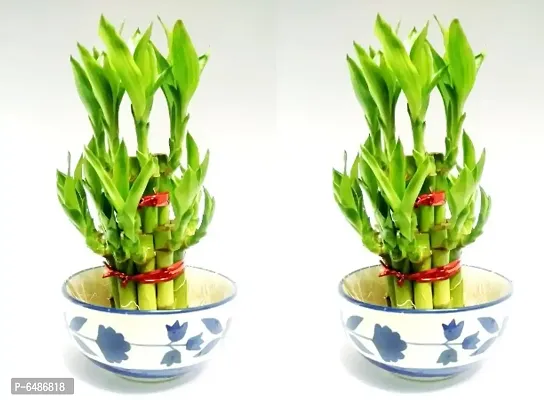 2 Layer Lucky Bamboo Plants Set of 2 PCS-thumb0