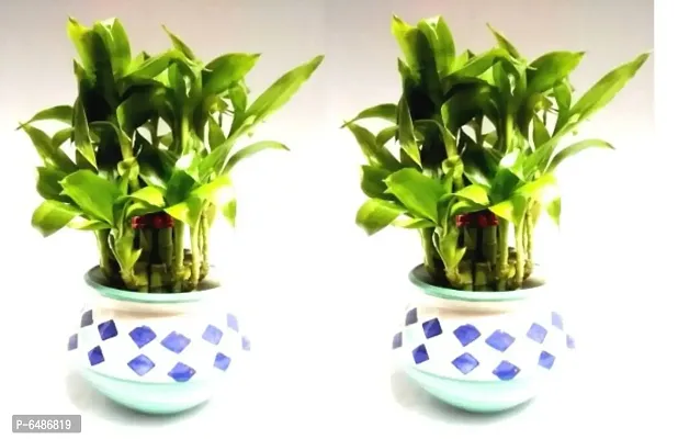 2 Layer Lucky Bamboo Plants Set of 2 PCS