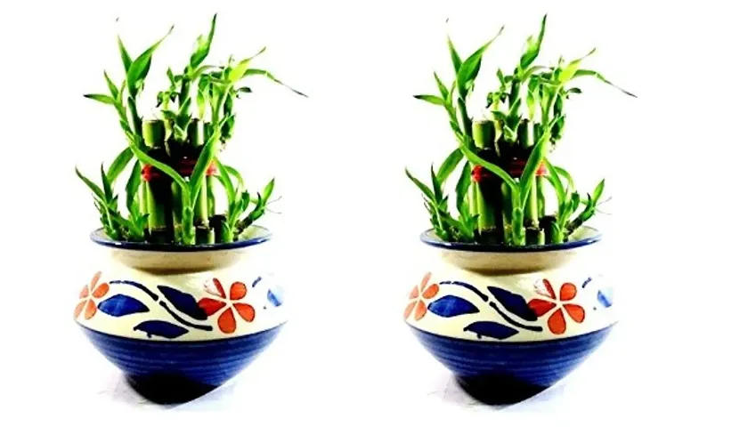 Combo of 2- 2 Layer Lucky Bamboo Plants