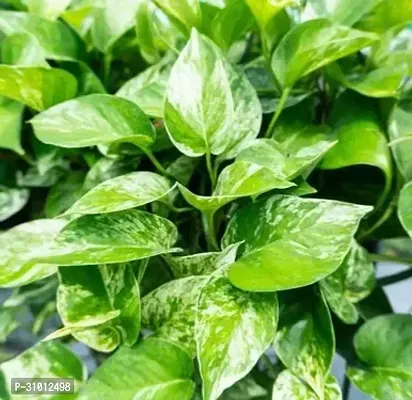 Vibrant Live Plants: Enhance Your Home and Garden with Lush, Green Beauty-thumb0