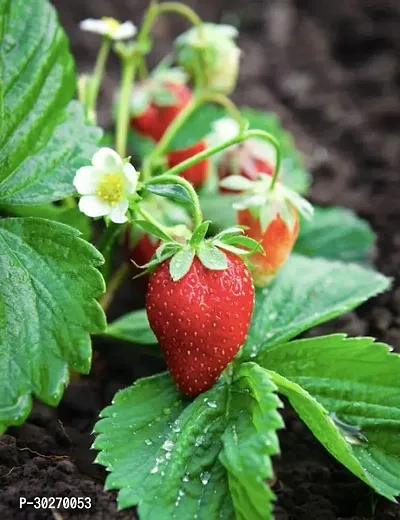 Strawberry Plant-thumb0