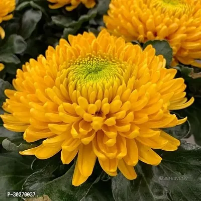 Hybrid Yellow Flower Live Plants-thumb0