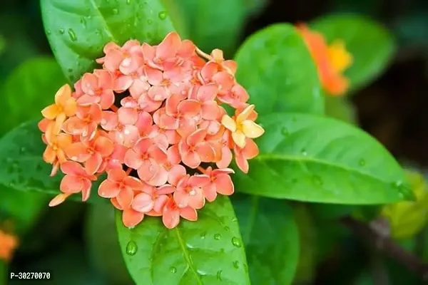 Ixora West Indian Jasmine Rangan Hybrid Flower Plant-thumb0