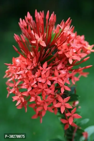 Ixora Rangan Geranium Red Indoor Hybrid Plant-thumb0