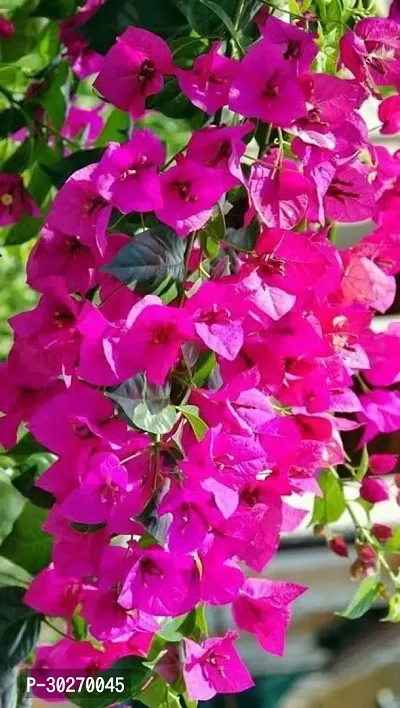 Pink Bouganvillea Flower Plnt-thumb0