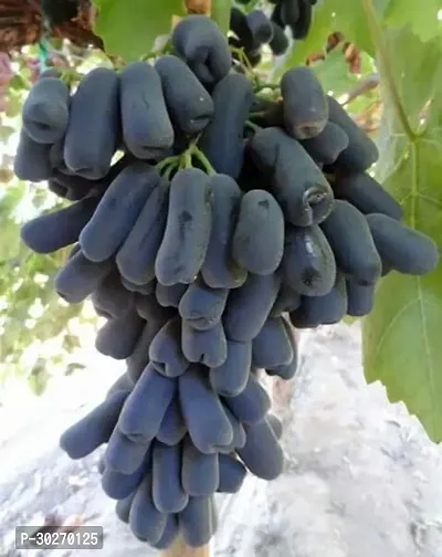 Black Grapes Hybrid Fruit Plant-thumb0