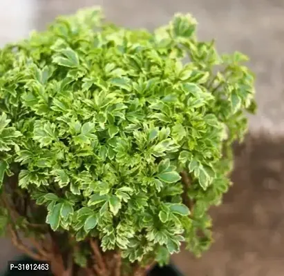 Vibrant Live Plants: Enhance Your Home and Garden with Lush, Green Beauty-thumb0