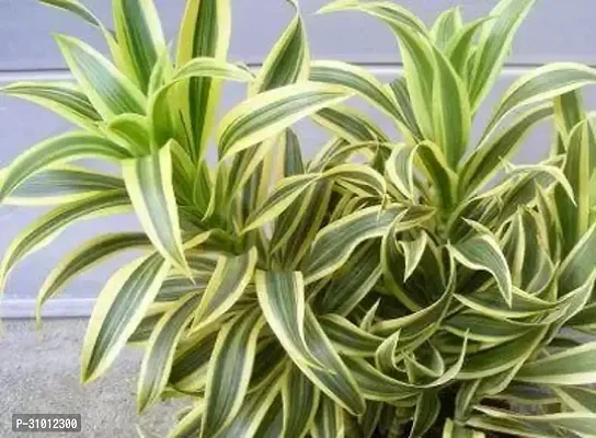 Vibrant Live Plants: Enhance Your Home and Garden with Lush, Green Beauty