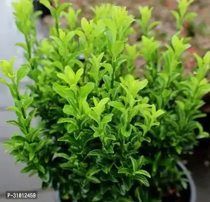 Vibrant Live Plants: Enhance Your Home and Garden with Lush, Green Beauty