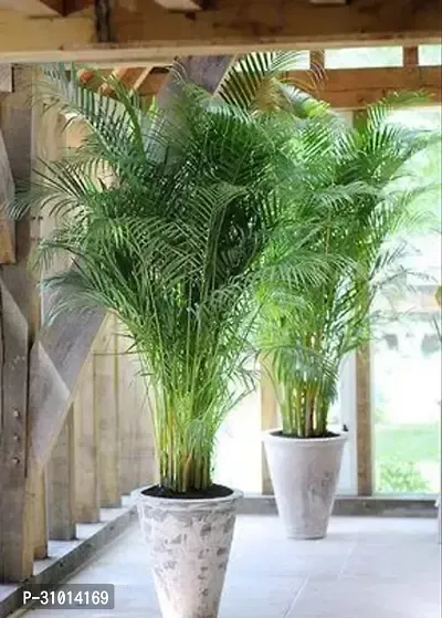 Vibrant Live Plants: Enhance Your Home and Garden with Lush, Green Beauty-thumb0